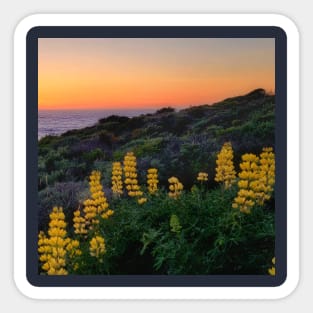 Sunset with yellow lupins Sticker